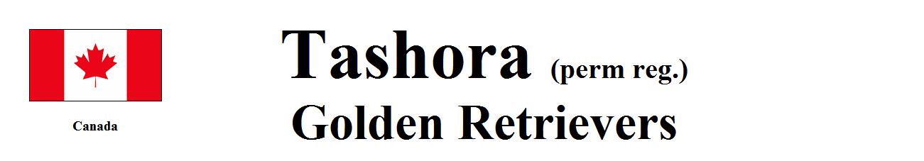 Tashora Golden Retrievers